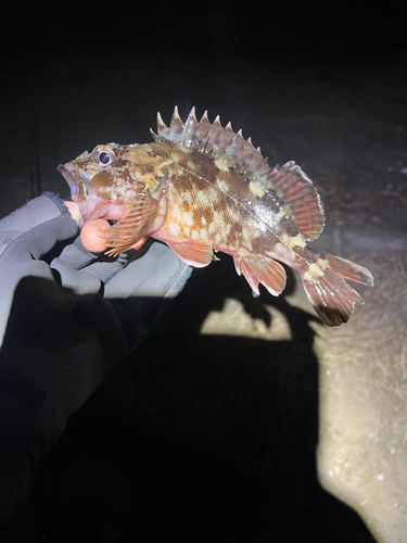 ガシラの釣果