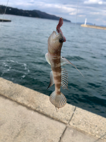 ハゼの釣果