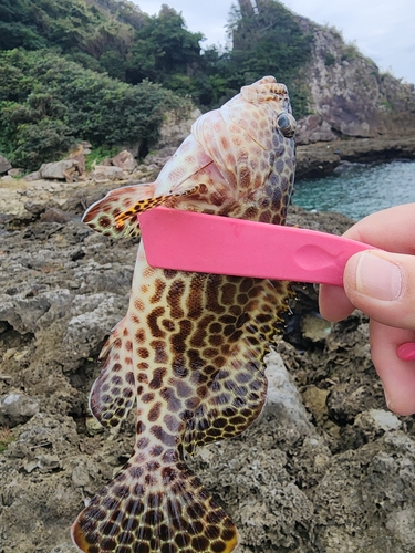 カンモンハタの釣果