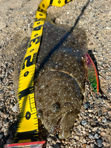 ヒラメの釣果