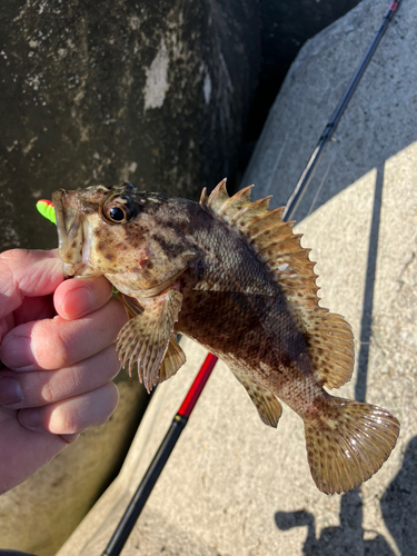 ベッコウゾイの釣果