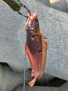 ドンコの釣果