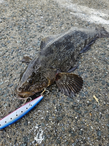 アイナメの釣果