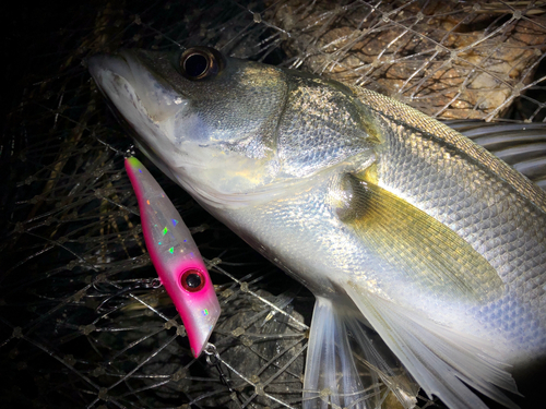 シーバスの釣果