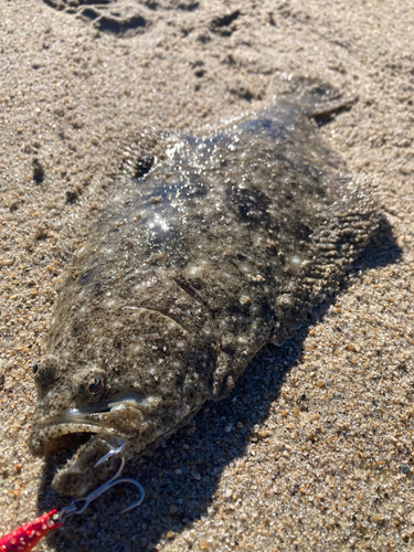 ソゲの釣果