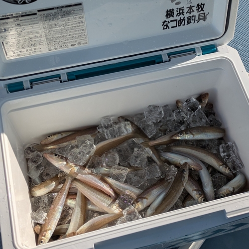 シロギスの釣果