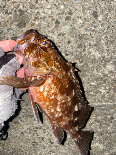 カサゴの釣果