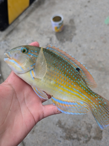 マクブの釣果