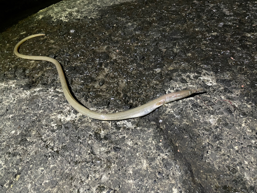 ダイナンウミヘビの釣果