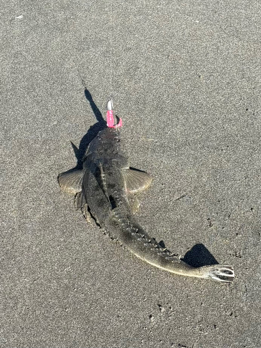 マゴチの釣果