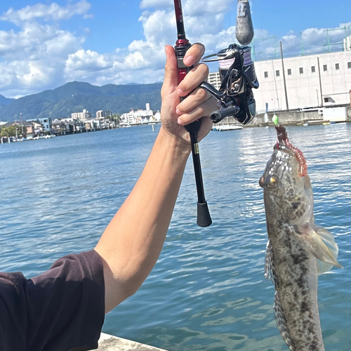 ハゼの釣果