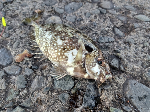 アイゴの釣果