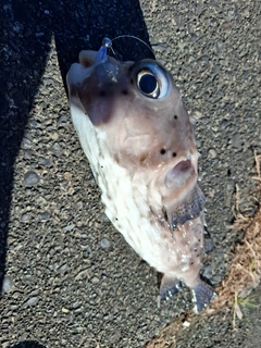 イシガキフグの釣果