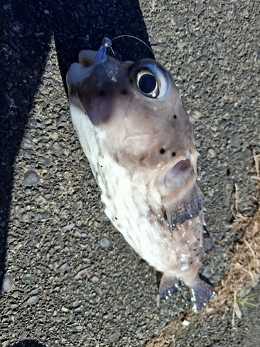 イシガキフグの釣果