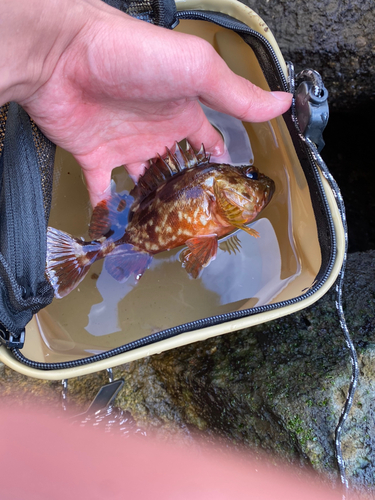 カサゴの釣果