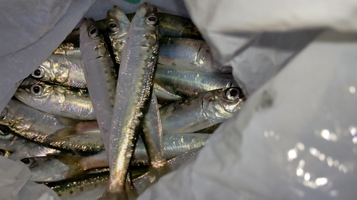 イワシの釣果