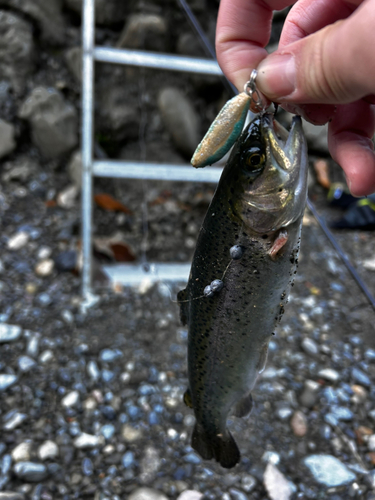 ニジマスの釣果