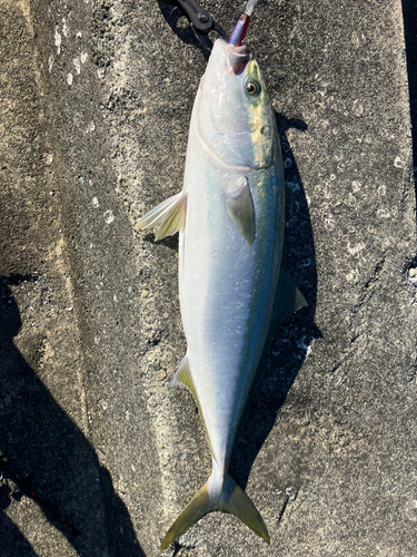 ブリの釣果