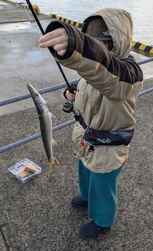 カマスの釣果