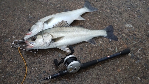 シーバスの釣果