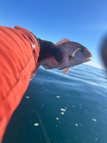 タイの釣果