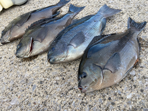 メジナの釣果