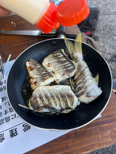 アカカマスの釣果