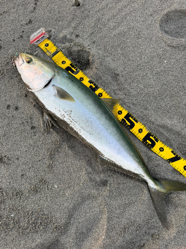 ブリの釣果