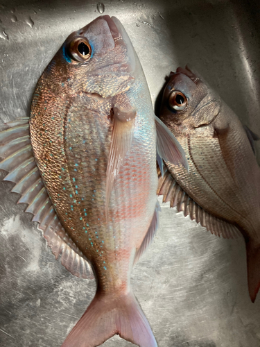 マダイの釣果