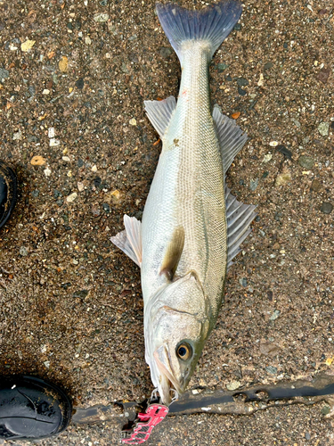 スズキの釣果