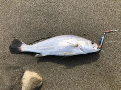 オオニベの釣果