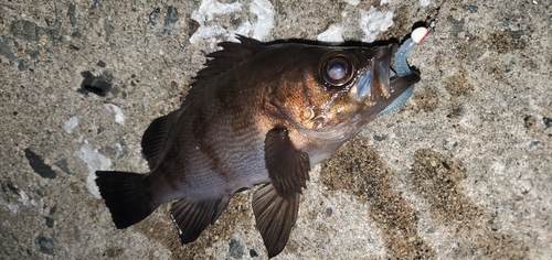 アカメバルの釣果