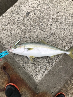 ハマチの釣果