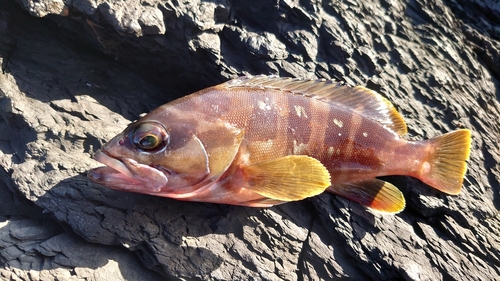 アカハタの釣果