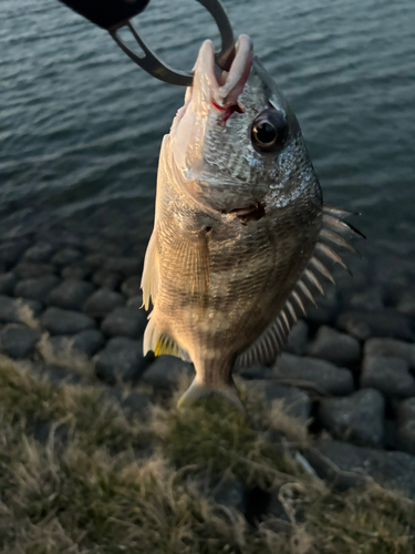 キビレの釣果