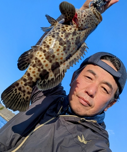 チャイロマルハタの釣果