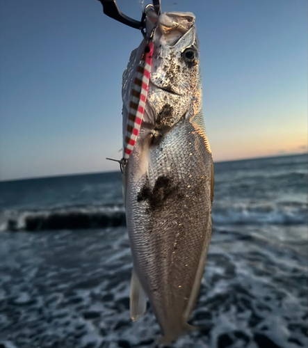 オオニベの釣果