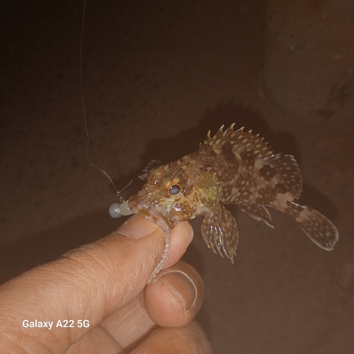 カサゴの釣果