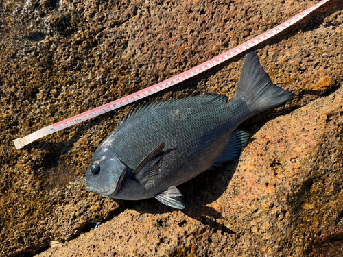 クチブトグレの釣果