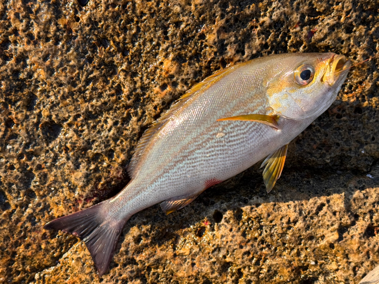 クチブトグレ