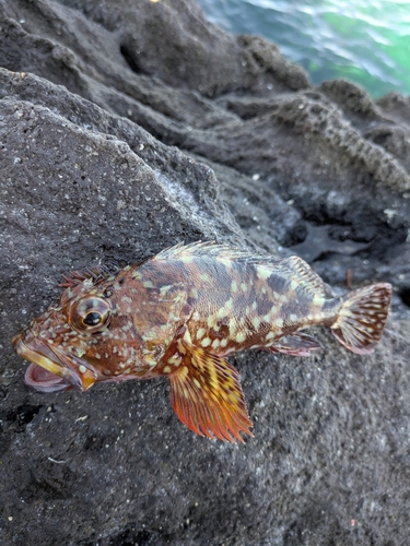 カサゴの釣果