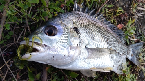 キビレの釣果