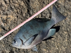 クチブトグレの釣果