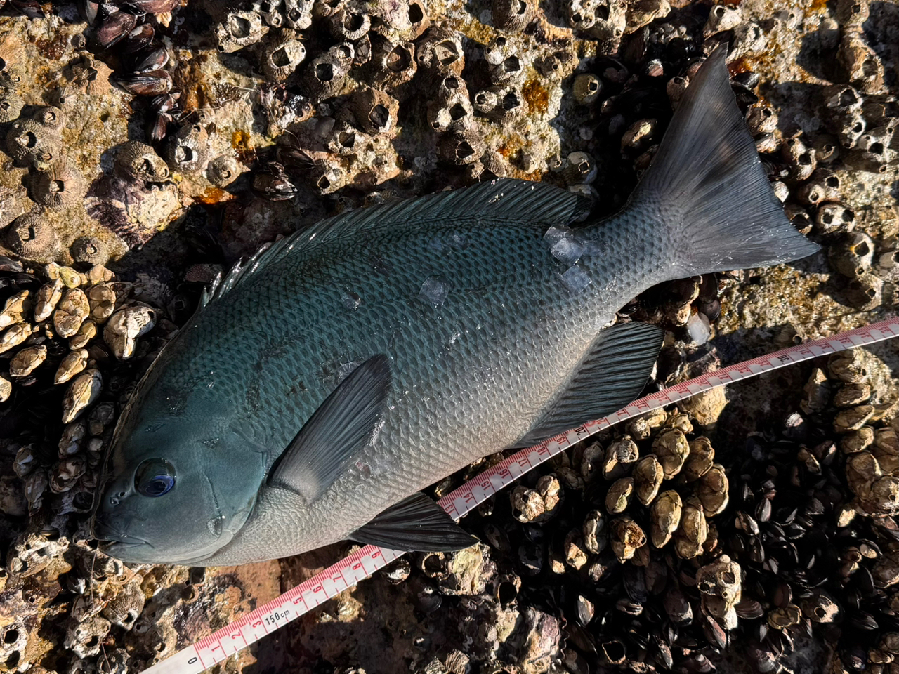 クチブトグレ