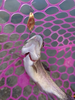 ニジマスの釣果