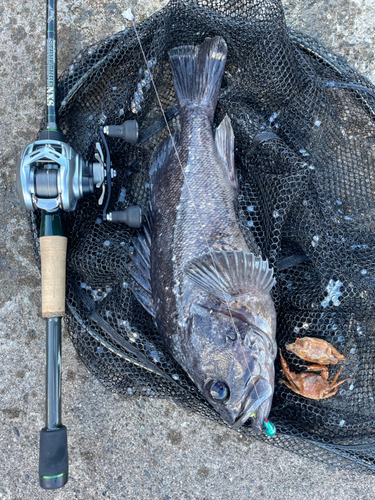 クロソイの釣果