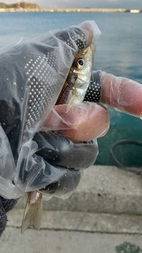 キスの釣果