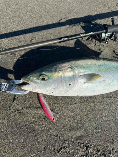 ワラサの釣果