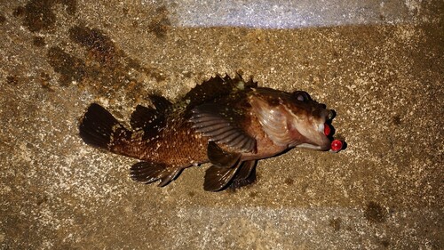 ムラソイの釣果