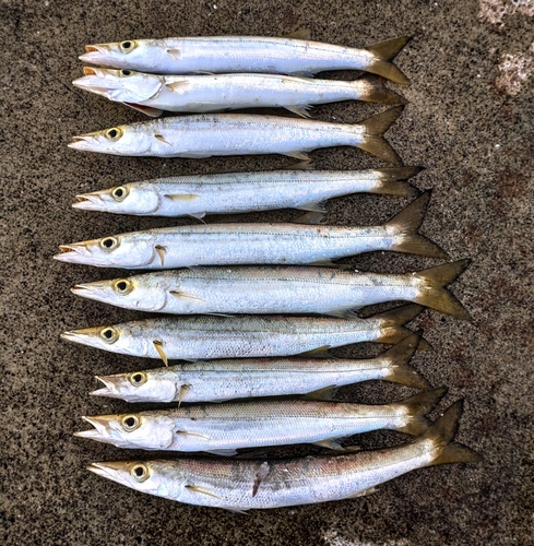 カマスの釣果